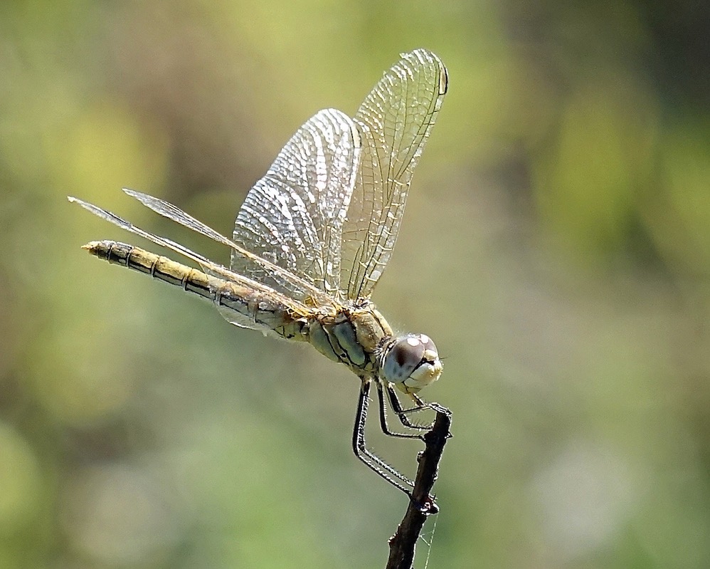 red-veined darter